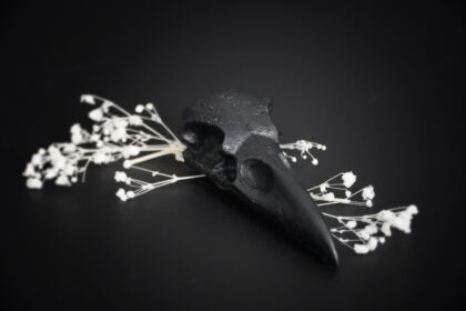 Bird skull